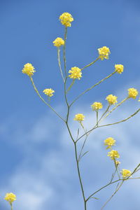 Low angle view of flowering plant against blue sky