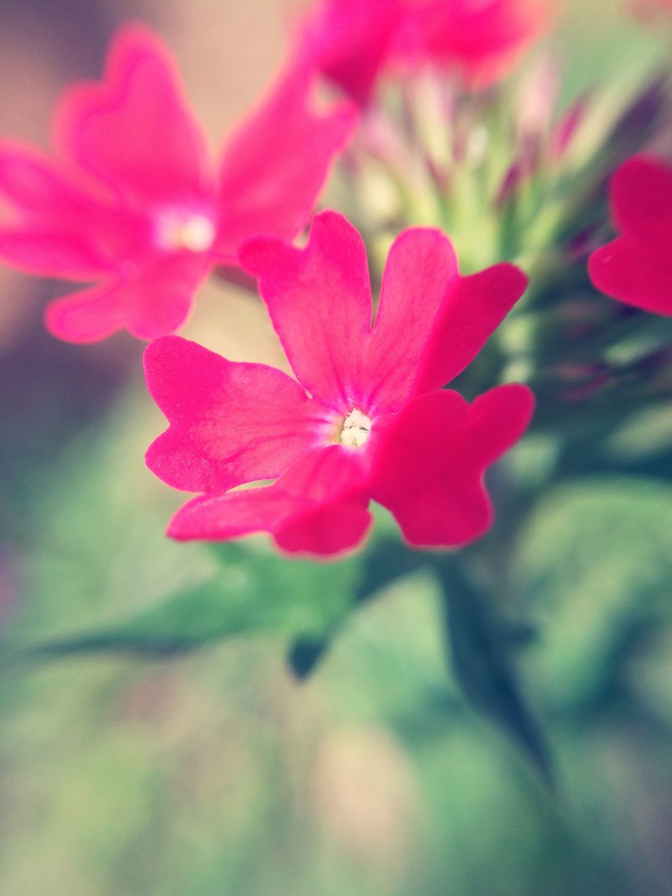 CLOSE-UP OF PINK FLOWER BLOOMING OUTDOORS