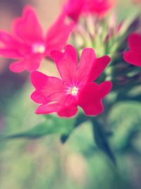 Close-up of flowers blooming outdoors