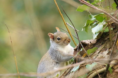 Close-up of squirrel