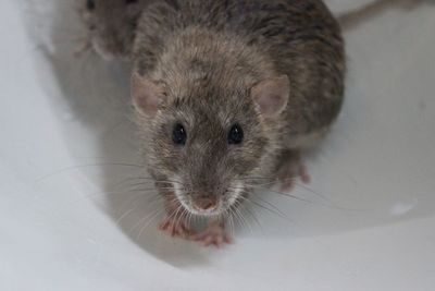 Close-up portrait of an animal