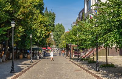 Street amidst trees and plants in city