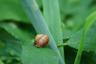 Close-up of snail on leaf