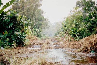 Trees growing on landscape