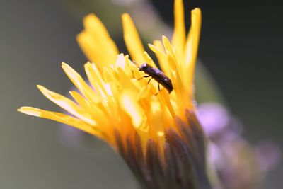 Close-up of insect on yellow flower