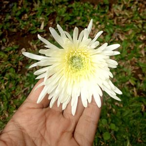 Close-up of hand holding yellow flower