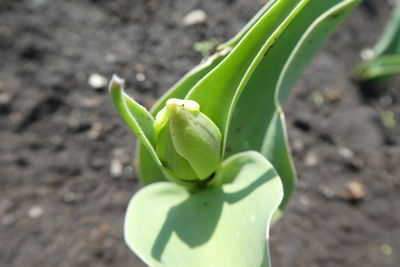 Close-up of green plant on field