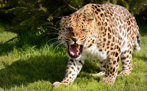 Close-up of tiger yawning