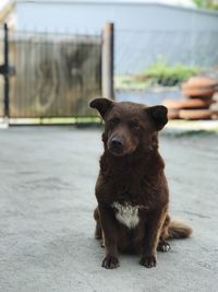 Portrait of dog sitting outdoors