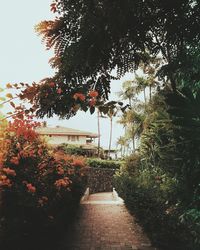 Footpath amidst flowering plants and trees against sky