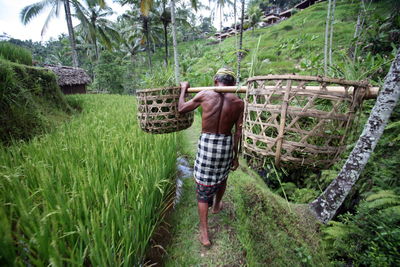 Full length rear view of shirtless farmer walking on rice paddy field