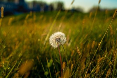 Close-up of dandelion flower on field