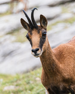 Portrait of deer standing on field