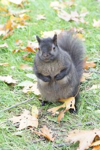 Portrait of squirrel on field