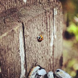 wildlife