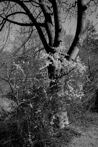 Low angle view of bare trees against sky