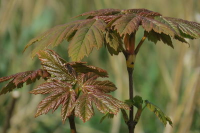 Close-up of wilted plant