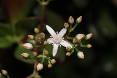 Close-up of flowers against blurred background