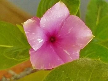 Close-up of pink flowers