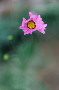 Close-up of pink flower