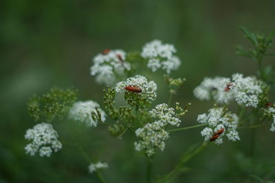 Close-up of white flowering plant on field