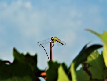 Dragonfly on grape plant