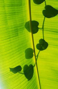 Close up of leaf