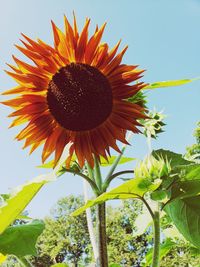 Low angle view of sunflower against sky