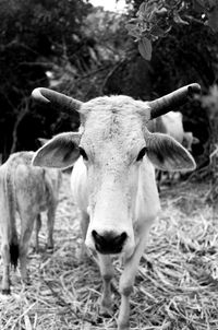 Portrait of cow standing on field