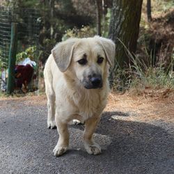 Portrait of dog standing by plants