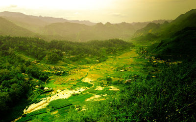 Scenic view of vineyard against sky