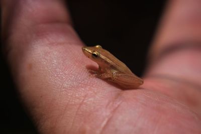 Close-up of human hand holding small frog