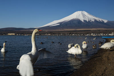 Swan in a lake against clear sky