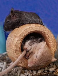 Close-up of a animal