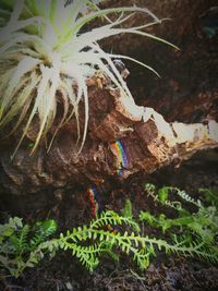 Close-up of tree trunk