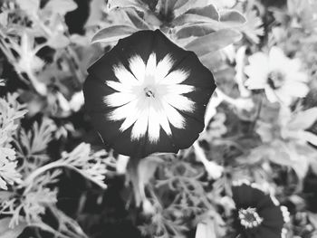 Close-up of flowers blooming outdoors