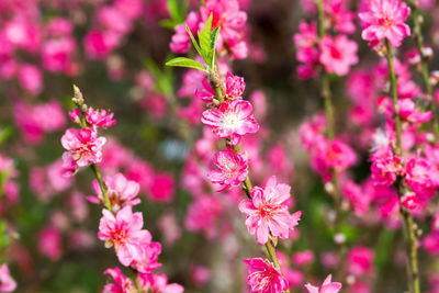 Close-up of pink flowers