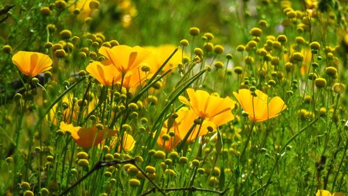 Close-up of yellow flowering plant on field