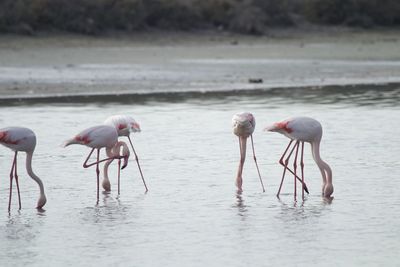 animal wildlife