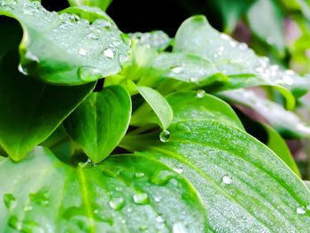 Close-up of wet plant