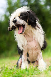 Dog sticking out tongue on field