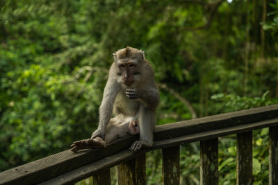 Close-up of monkey