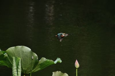 Bird flying over the water