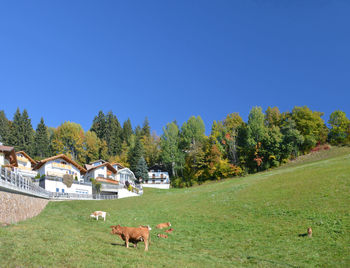 Cows in a field