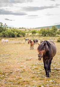 Horses in a field