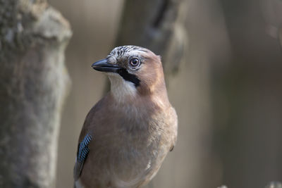 Close-up of bird