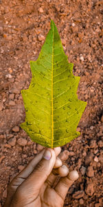 Close-up of person holding leaf