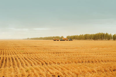 The tractor removes bales of hay from the field after harvest. cleaning grain concepts. 