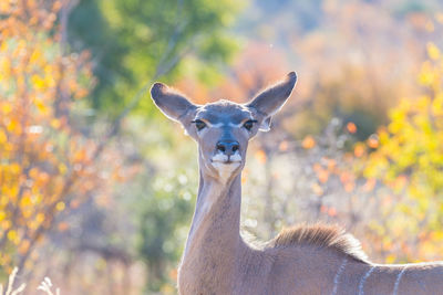 Portrait of giraffe against trees