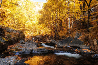 Trees growing by river in forest during autumn